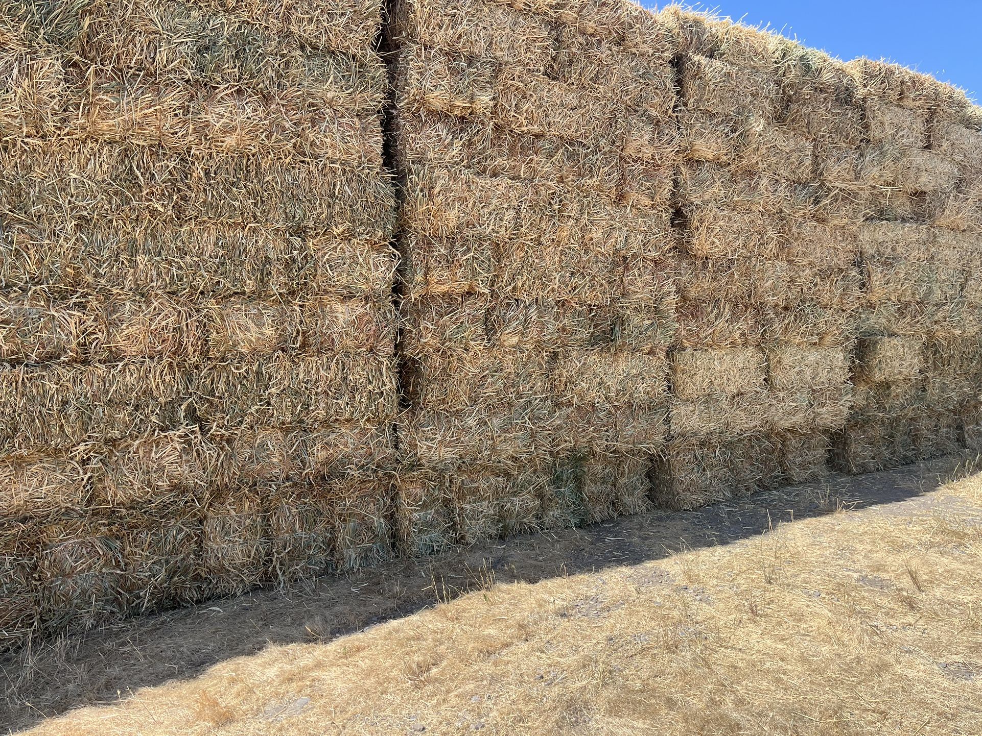 Fresh cut beardless wheat hay 2024