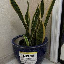 Snake Plant