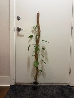 Mini Monstera Plant