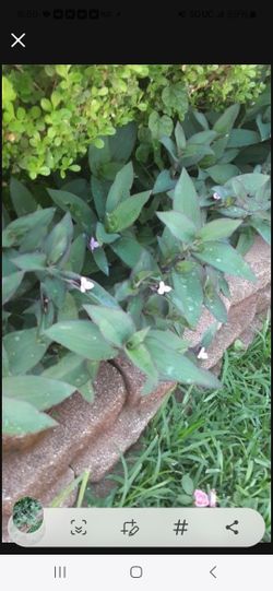 Wondering Purple Plant $20.00 For 2 Bags Full Grows Rapidly (Serious Buyers) Cash Only 