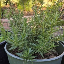 Rosemary, (Rosmarinus officinalis),  $12 for 4 gallon pot, 3 available. 