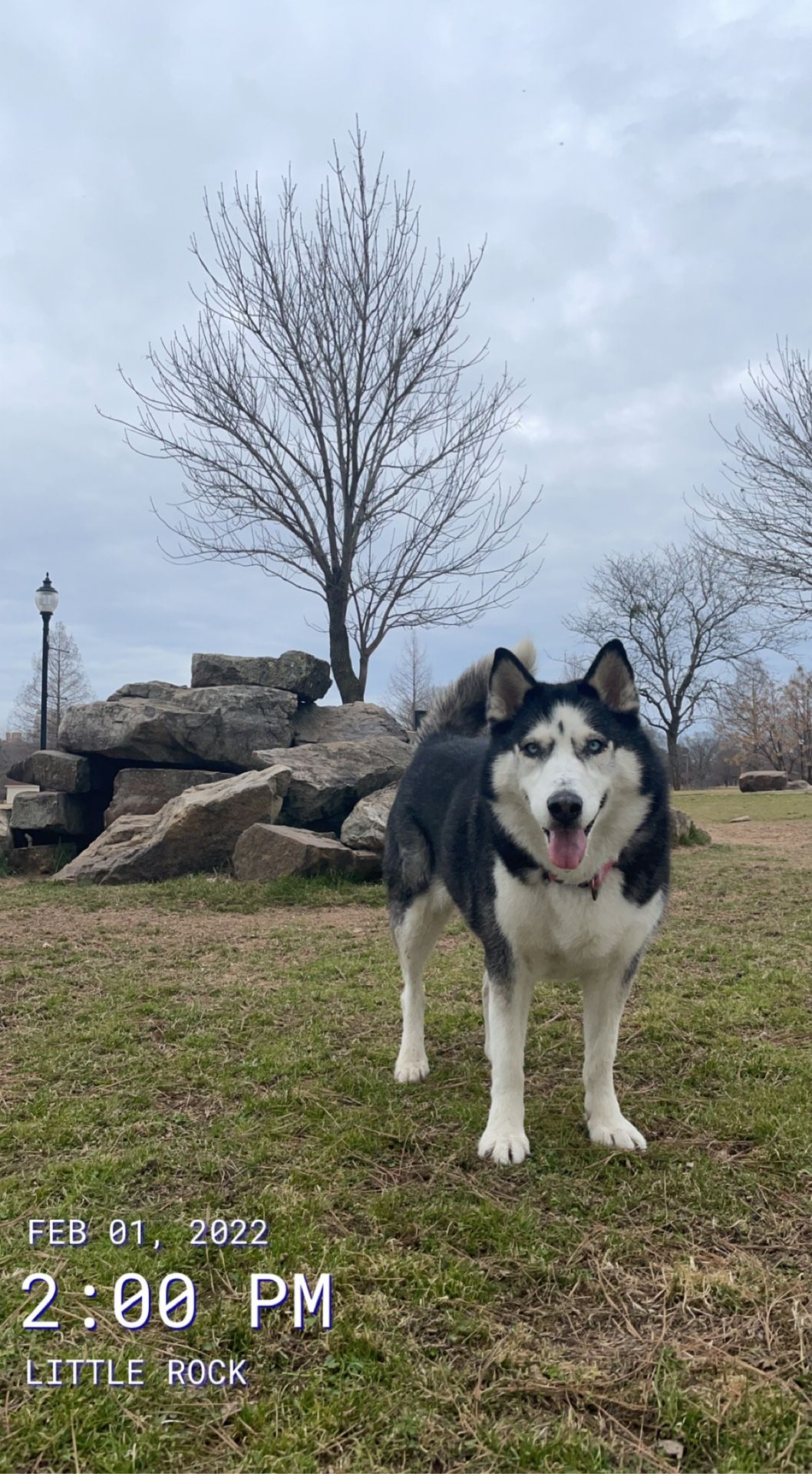 Take my Dog While I Am At Work Wednesday Feb 9 9-5