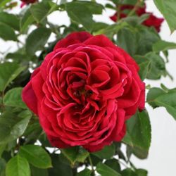 Santa Red rose in 1 gallon pot - own root