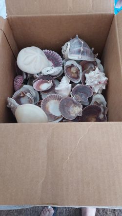 Sea shells