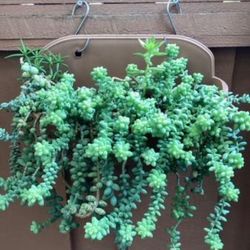 Sedum Donkeys Tail Plants 