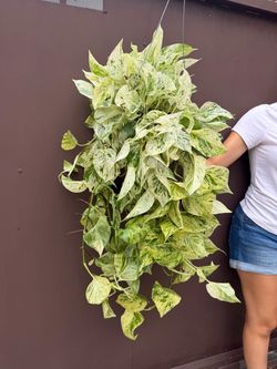 6” snow queen pothos XL