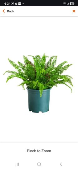 23in. UV Resistant Artificial Boston Fern Plant with Real Touch Leaves (Indoor/Outdoor)