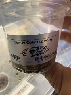 Dairy Cow Isopod Cups! Show Special