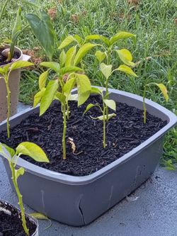 These are red and yellow peppers