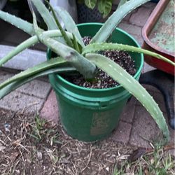 Savilas $10.00 Cada Una 