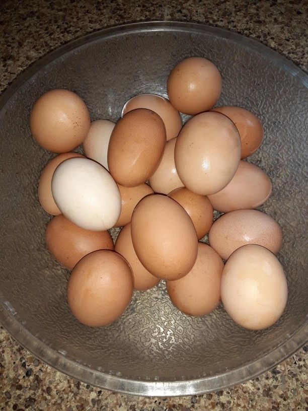 Organic Eggs 