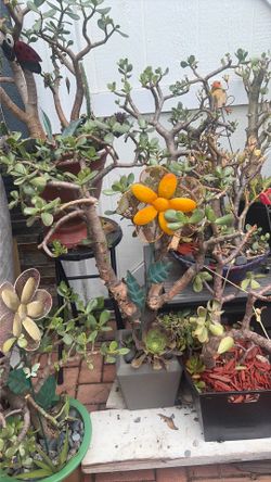 Large grey pot jade