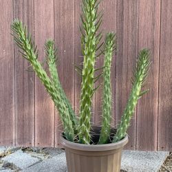 Eve’s Needle Cactus