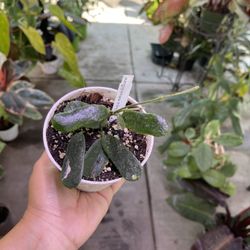4” Hoya Rotundiflora 