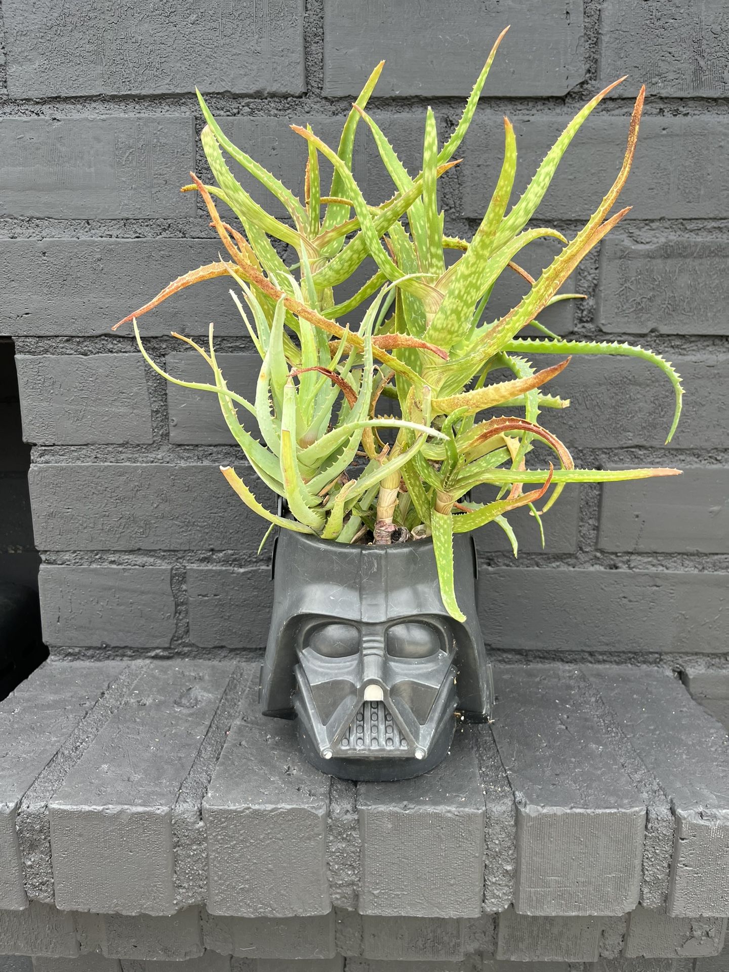 Succulents