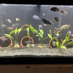 Fish Tank Decorations 