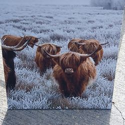 Bull Picture Frame 