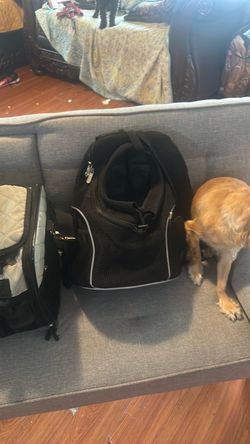 Pets carries