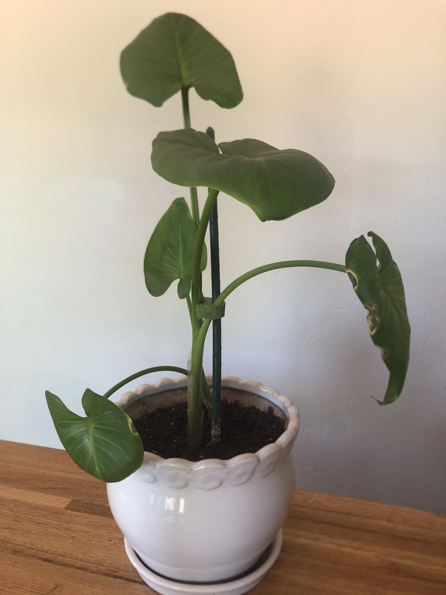 Philodendron Houseplant