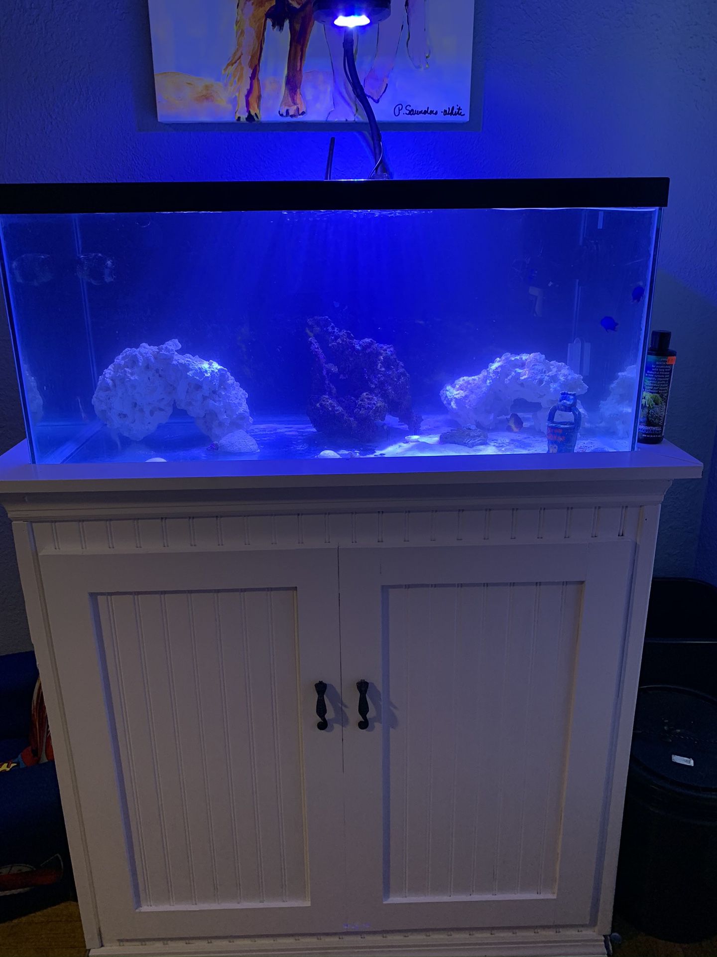 Custom DIY 40 gallon saltwater fish tank