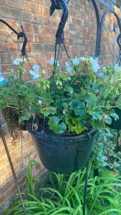 White geranium