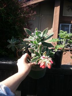 Succulent, in bloom. So pretty. $ 6