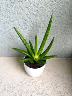 Sansevieria   Boncel   Plant
