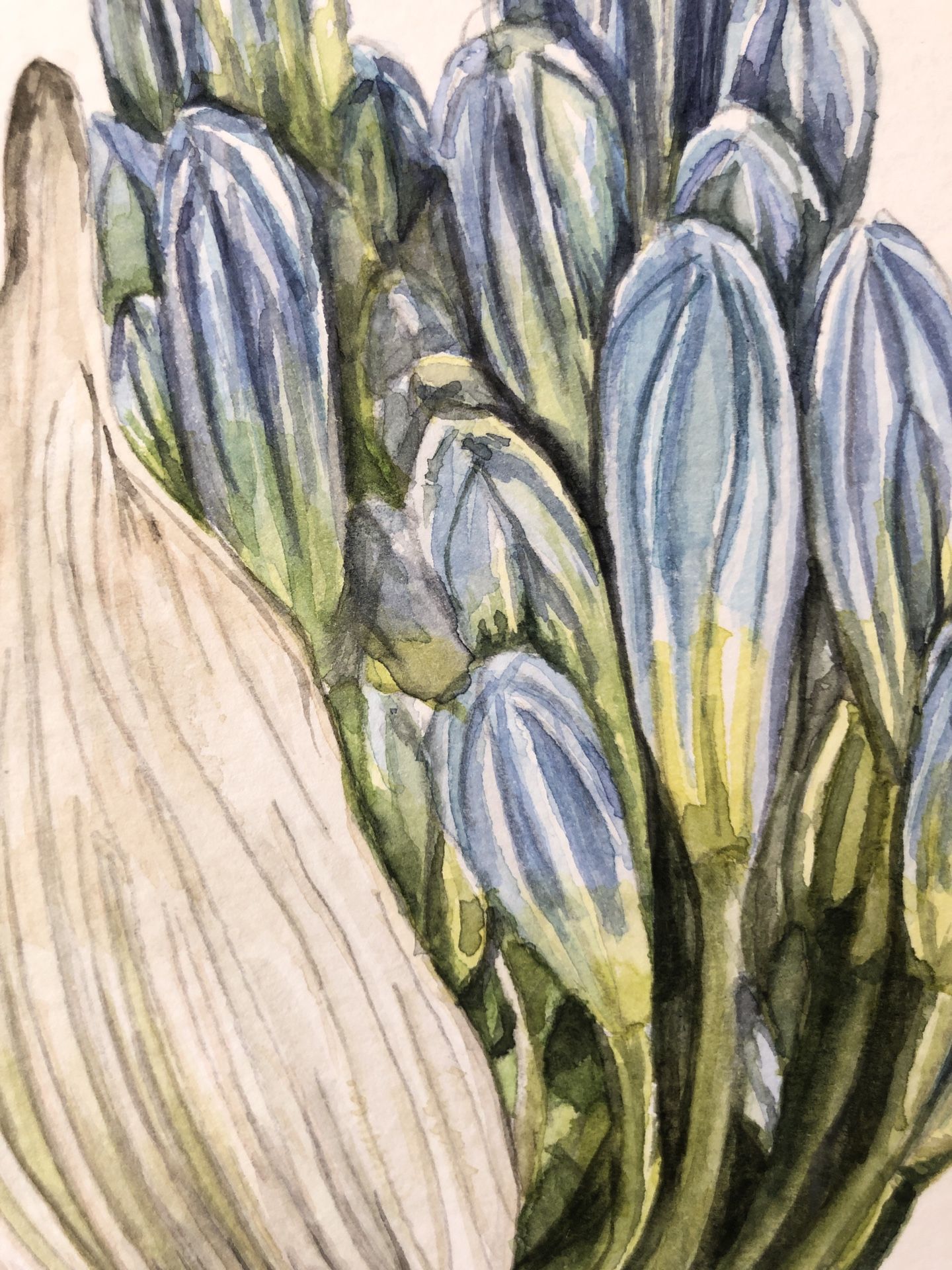 Original Watercolor Botanical
