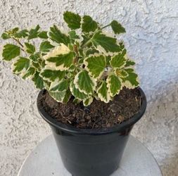 1.5 Gallon Pot Succulent Plant - Swedish Ivy - Plectranthus Forsteri Marginatus Variegated - Established Plant - Drought Resistant - 🪴