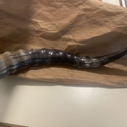 12 1/2” Long Blesbok Horn Original From South Africa 