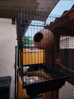Bird Cage