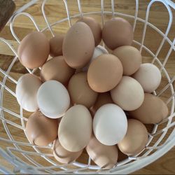 Fresh Eggs