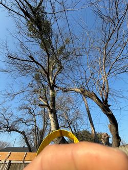 GOOD PRICES ON TREE 🌲