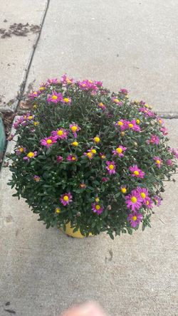 Large mums