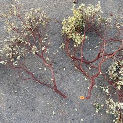 Manzanita Branches 