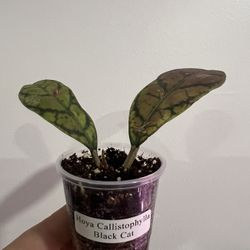 Hoya Callistophylla Black Cat