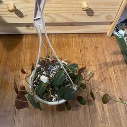 Philodendren Micans Hanging Basket 