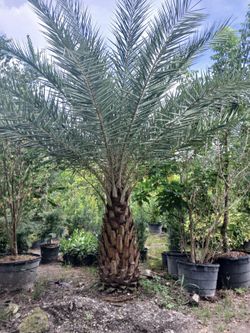 Sylvester Palm 🌴 $200 per ft. Of trunk🌴Diamond cut included