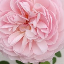 Live Blooming Rose Plant 2-gal Beautiful Soft Pink Color