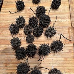 Casurian Pods Terrarium Bio Litter