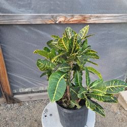 Croton Plants  10 " Pot 