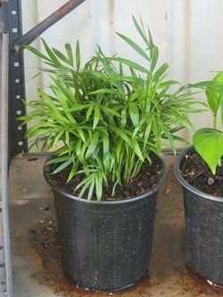 Parlor plant