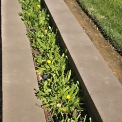 South African tongue succulents and others at lower than retail prices 