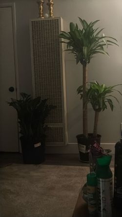 Indoor tree
