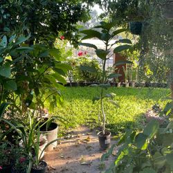 Corneta De Ángel Anaranjado, O En México. Le  Dicen   Flori Fundo