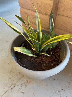 Two plants  45