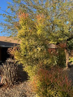 Firestick Succulent Cactus Cuttings Available