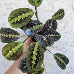 4" Prayer Plant 'Red Maranta'