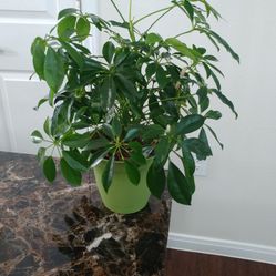 Umbrella Plant