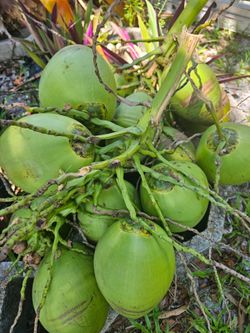 Coconuts